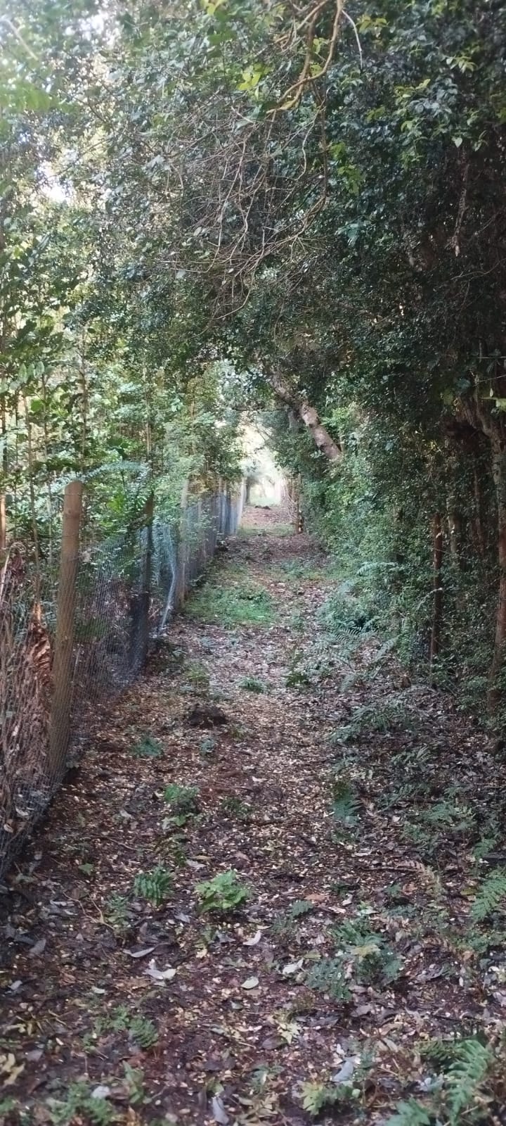 Bosque Nativo Huillinco